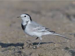 Attēlu rezultāti vaicājumam “Motacilla alba adult”