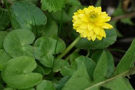 Attēlu rezultāti vaicājumam “Ficaria verna”