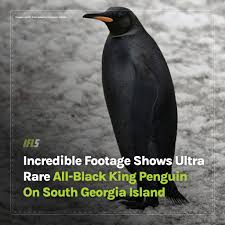Image result for penguin