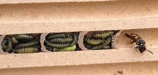 Attēlu rezultāti vaicājumam “Ancistrocerus sp. male”