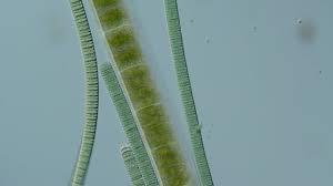 Attēlu rezultāti vaicājumam “Cyanophyta”