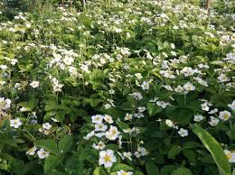 Attēlu rezultāti vaicājumam “Fragaria moschata flower”