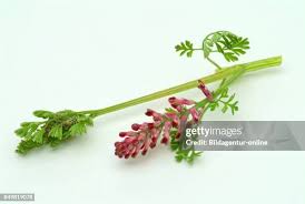 Attēlu rezultāti vaicājumam “Fumaria officinalis leaf”