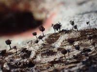 Attēlu rezultāti vaicājumam “Enerthenema papillatum”