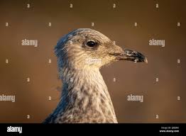 Attēlu rezultāti vaicājumam “Larus marinus adult”