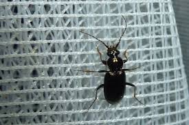 Attēlu rezultāti vaicājumam “Loricera pilicornis”