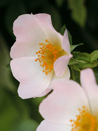 Image result for Rosa canina
