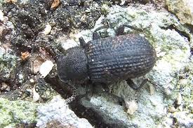 Attēlu rezultāti vaicājumam “Bolitophagus reticulatus”
