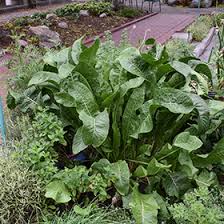 Attēlu rezultāti vaicājumam “Armoracia rusticana”