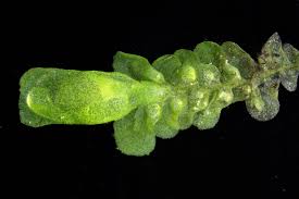 Attēlu rezultāti vaicājumam “Radula complanata”