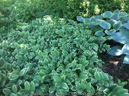 Attēlu rezultāti vaicājumam “Polygonatum odoratum”