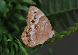 Attēlu rezultāti vaicājumam “Nymphalidae”