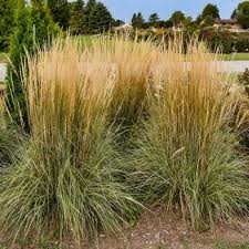 Attēlu rezultāti vaicājumam “Calamagrostis stricta”
