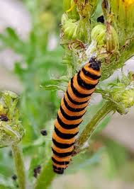 Attēlu rezultāti vaicājumam “Melanchra persicariae larva”