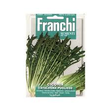 Image result for Chicorée