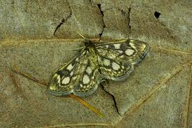 Attēlu rezultāti vaicājumam “Anania coronata”