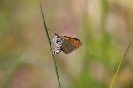Attēlu rezultāti vaicājumam “Thymelicus sylvestris male”
