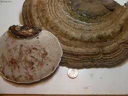 Attēlu rezultāti vaicājumam “Ganoderma applanatum”