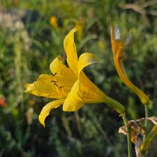Attēlu rezultāti vaicājumam “Hemerocallis lilioasphodelus flower”