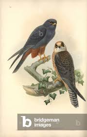 Attēlu rezultāti vaicājumam “Falco vespertinus”