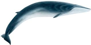 Image result for Balaenoptera physalus
