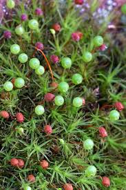 Attēlu rezultāti vaicājumam “Bartramia pomiformis”