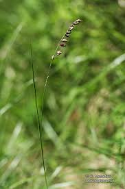 Attēlu rezultāti vaicājumam “Melica nutans”