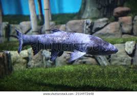 Image result for Mylopharyngodon piceus