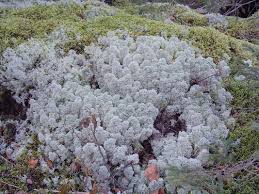 Attēlu rezultāti vaicājumam “Cladonia stellaris”