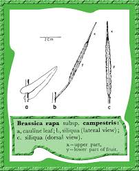 Attēlu rezultāti vaicājumam “Brassica napus fruit”