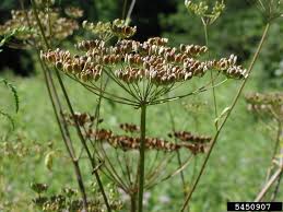 Attēlu rezultāti vaicājumam “Pastinaca sativa subsp. sylvestris leaf”