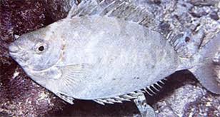 Image result for Siganus rivulatus
