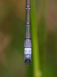 Attēlu rezultāti vaicājumam “Lestes dryas male”