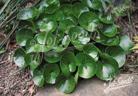 Attēlu rezultāti vaicājumam “Asarum europaeum leaf”