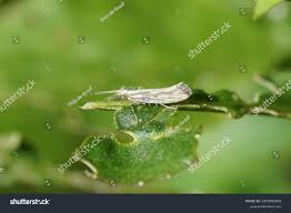 Attēlu rezultāti vaicājumam “Plutellidae”