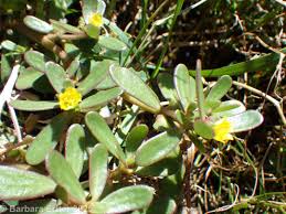 Attēlu rezultāti vaicājumam “Portulacaceae”