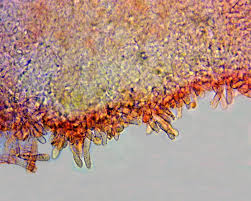Attēlu rezultāti vaicājumam “Hypocrea pulvinata”