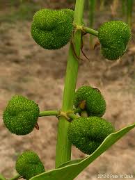 Attēlu rezultāti vaicājumam “Sagittaria sagittifolia fruit”