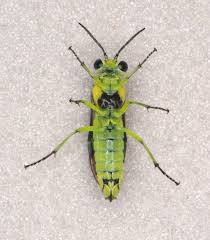 Attēlu rezultāti vaicājumam “Rhogogaster viridis”