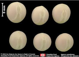 Attēlu rezultāti vaicājumam “Pisum sativum fruit”