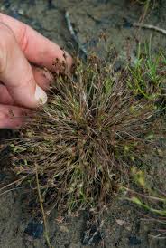 Attēlu rezultāti vaicājumam “Juncus bufonius fruit”