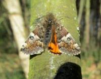 Attēlu rezultāti vaicājumam “Archiearis parthenias”