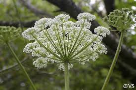 Attēlu rezultāti vaicājumam “Heracleum”