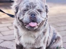 Image result for Banbury Bulldogs