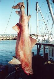 Image result for Odontaspis ferox