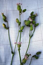 Attēlu rezultāti vaicājumam “Silene vulgaris bud”