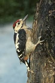 Attēlu rezultāti vaicājumam “Dendrocopos major female”