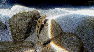 Image result for Epinephelus adscensionis