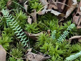 Attēlu rezultāti vaicājumam “Sphagnum quinquefarium”