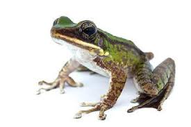 Attēlu rezultāti vaicājumam “Ranidae”